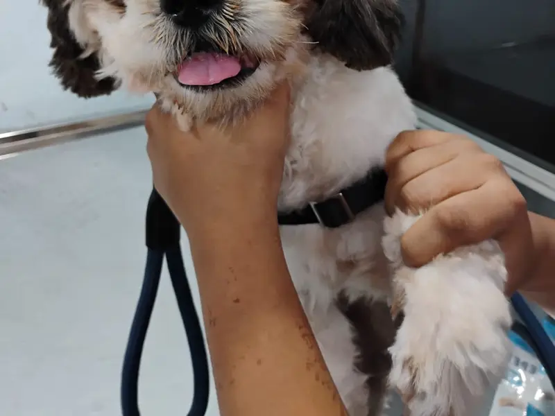 VET SPECTRUM - THE ANIMAL CLINIC, photo 5