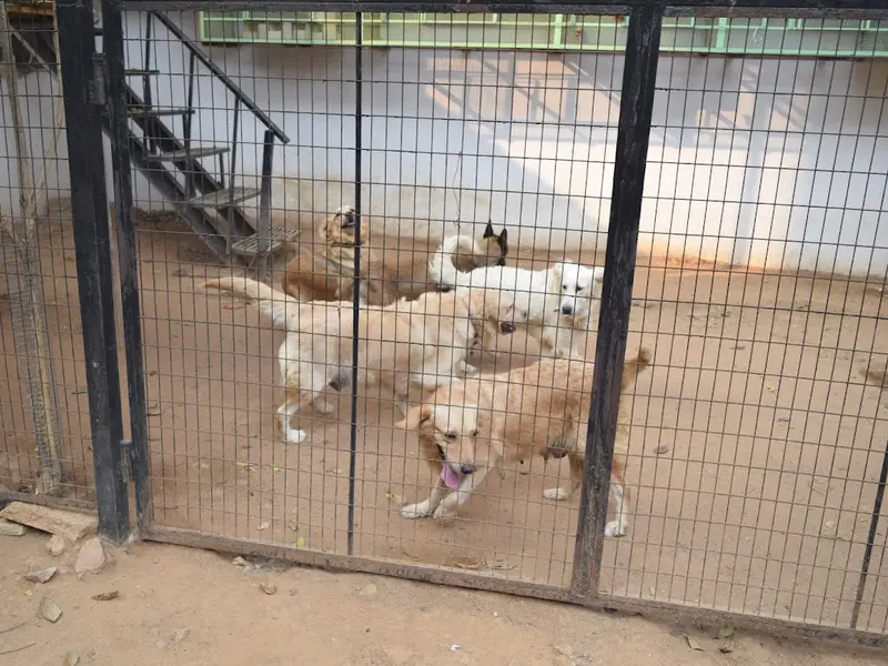 ANSH KENNELS, photo 2