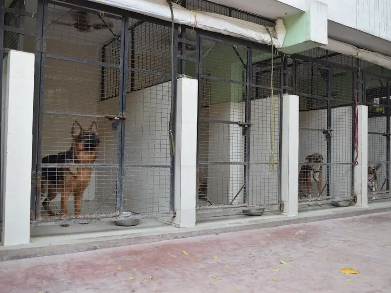 ANSH KENNELS, photo 3