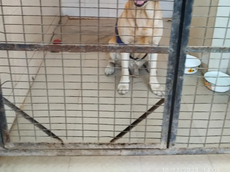 ANSH KENNELS