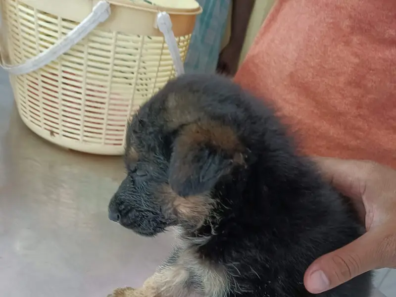 DiagnoPet Veterinary Diagnostics, photo 3