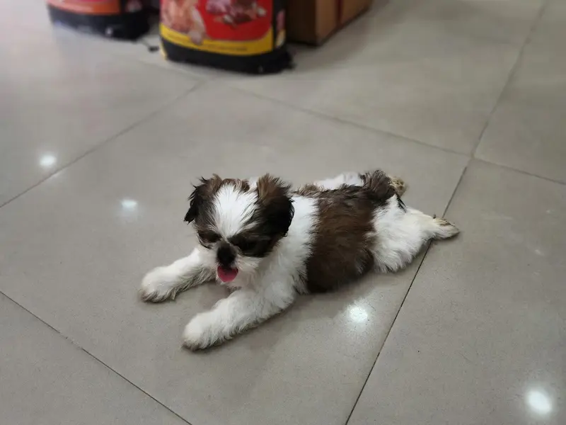 Furnation Veterinary Medical Hall, photo 3