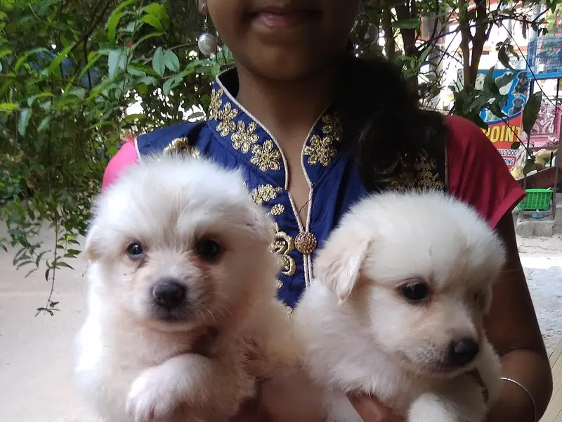 Shri Pets Zone, photo 2