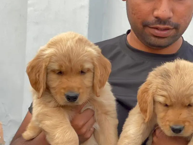 Shri Pets Zone, photo 4