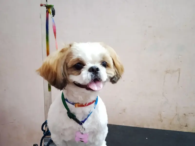 Sreenivasa PET SPA & PARLOUR, photo 2
