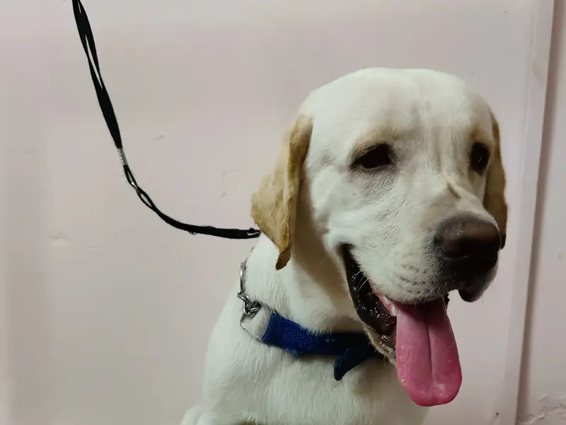 Sreenivasa PET SPA & PARLOUR, photo 3