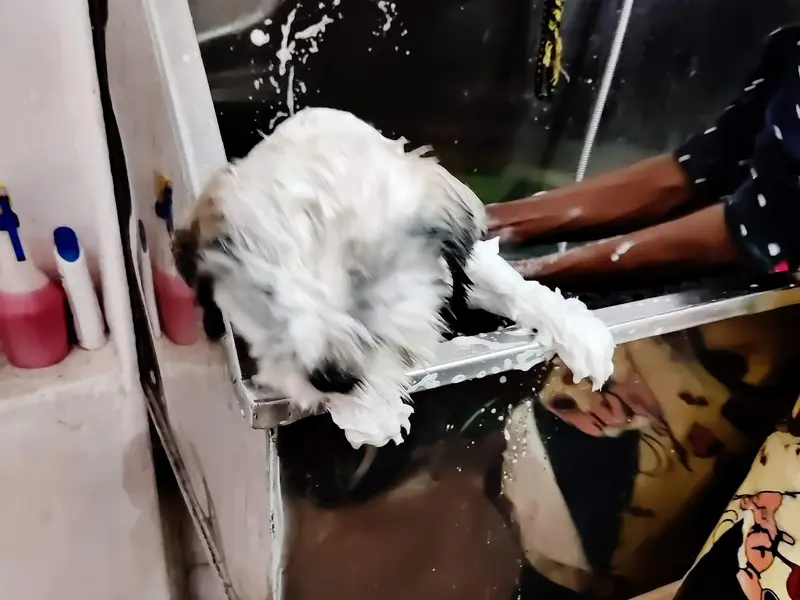 Sreenivasa PET SPA & PARLOUR, photo 5