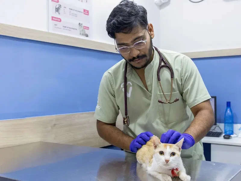 Vetic Pet Clinic Himayat Nagar, photo 5