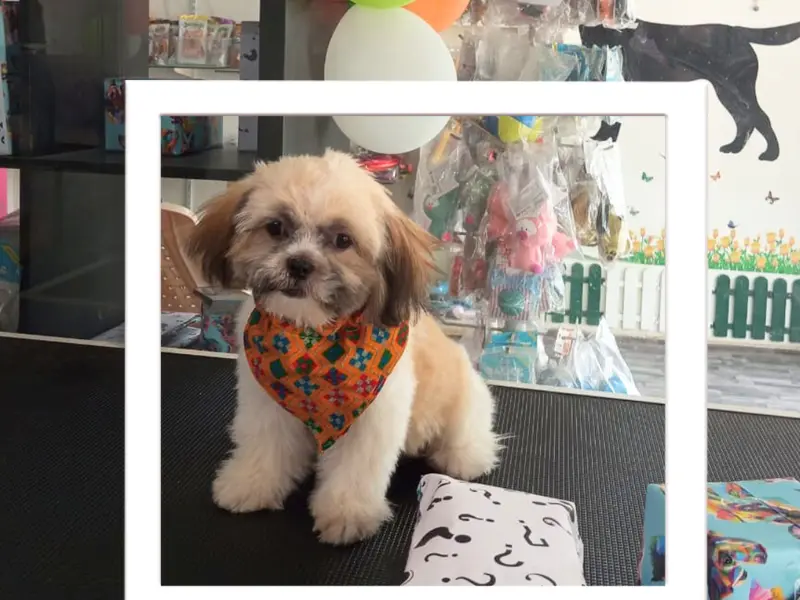 Petgully Services Spotless & Pet Grooming Solutions, photo 2