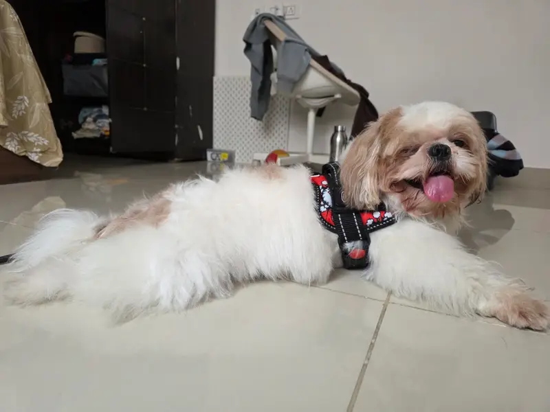 Petgully Services Spotless & Pet Grooming Solutions, photo 4