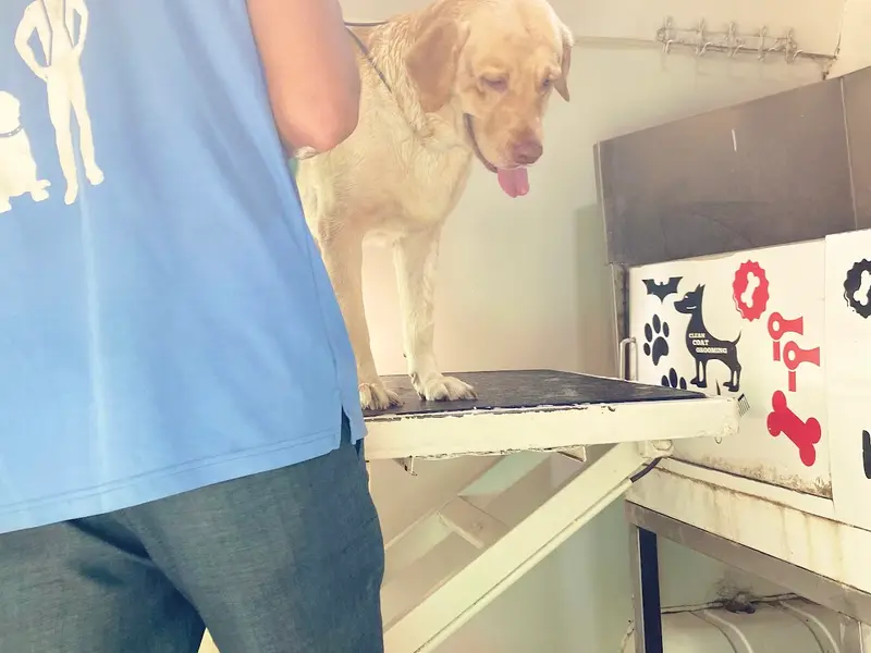 Petgully Services Spotless & Pet Grooming Solutions, photo 5