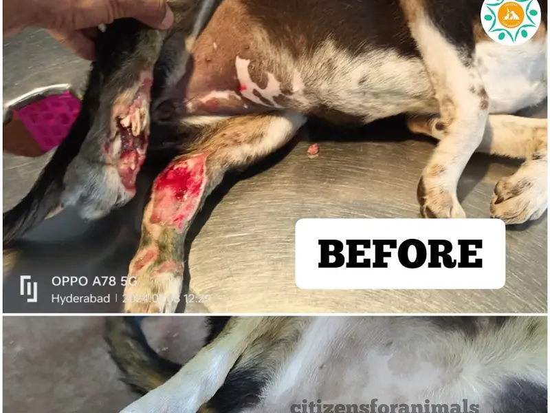 Citizens for animals, photo 3