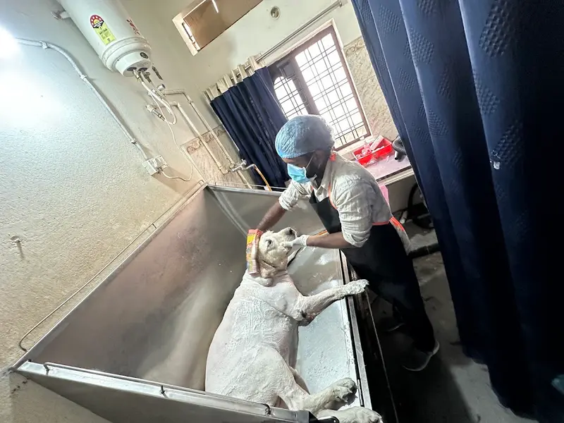 PETPLANET DOG CLINIC and surgical center, photo 5