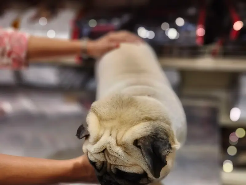Super pet grooming services, photo 2