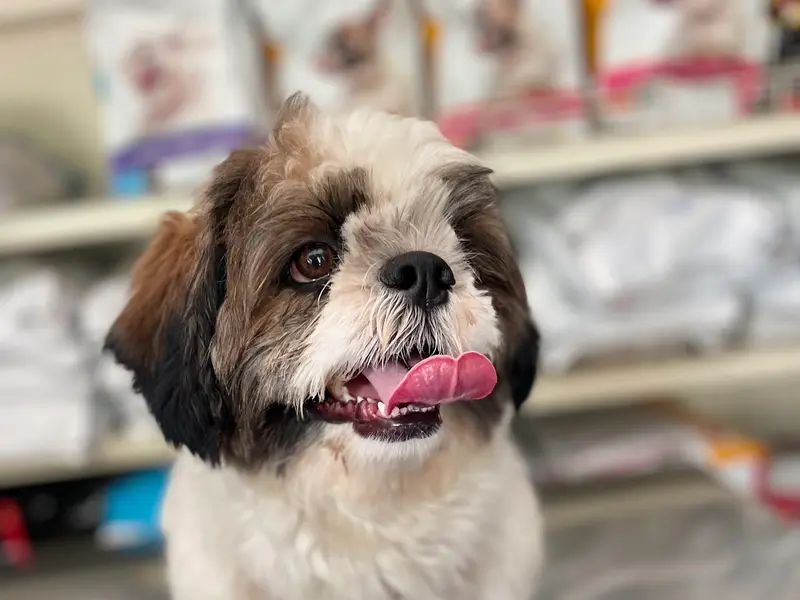 Super pet grooming services, photo 3