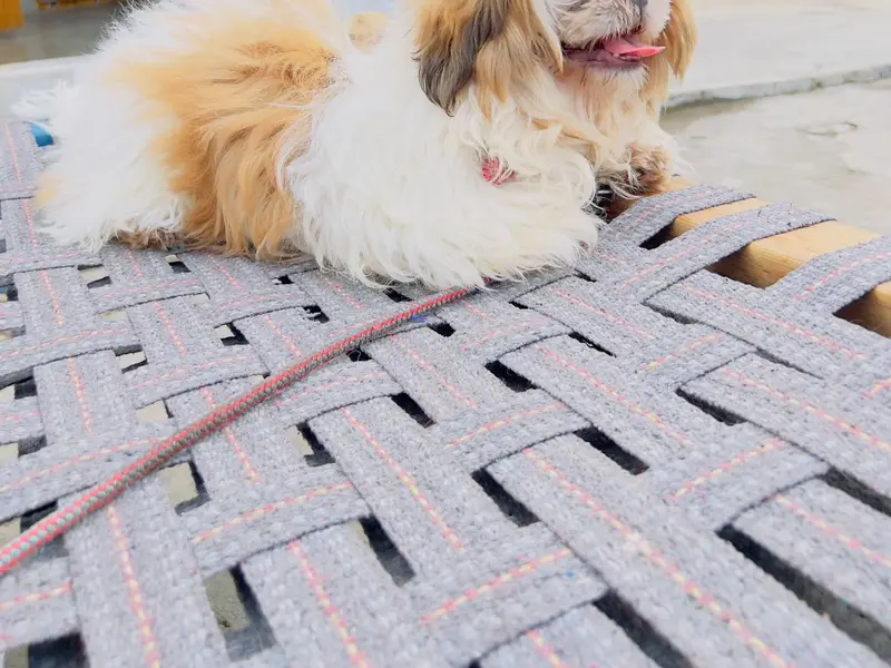 Super pet grooming services, photo 4