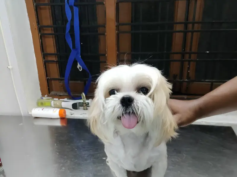 Super pet grooming services, photo 5