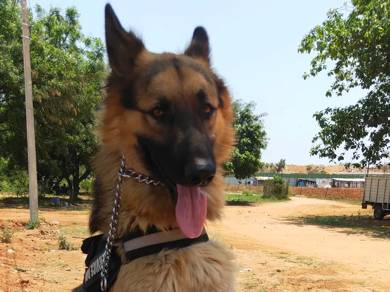 DOG TRAINER RAKESH in HYDERABAD, photo 3