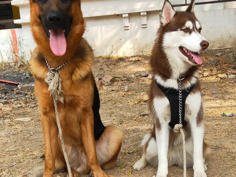 DOG TRAINER RAKESH in HYDERABAD, photo 5