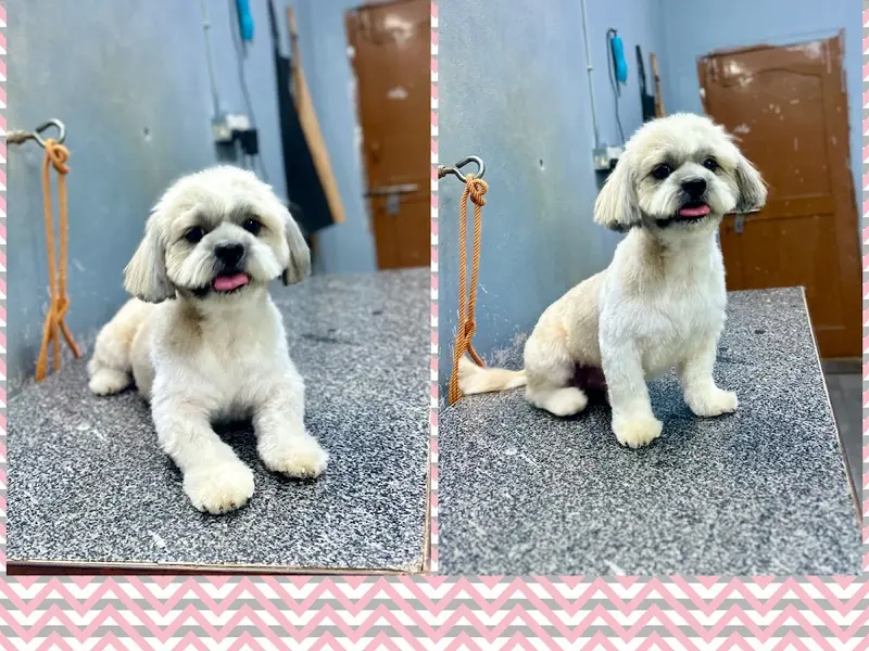 Junnu's pet grooming best pet grooming services in Hyderabad, photo 2