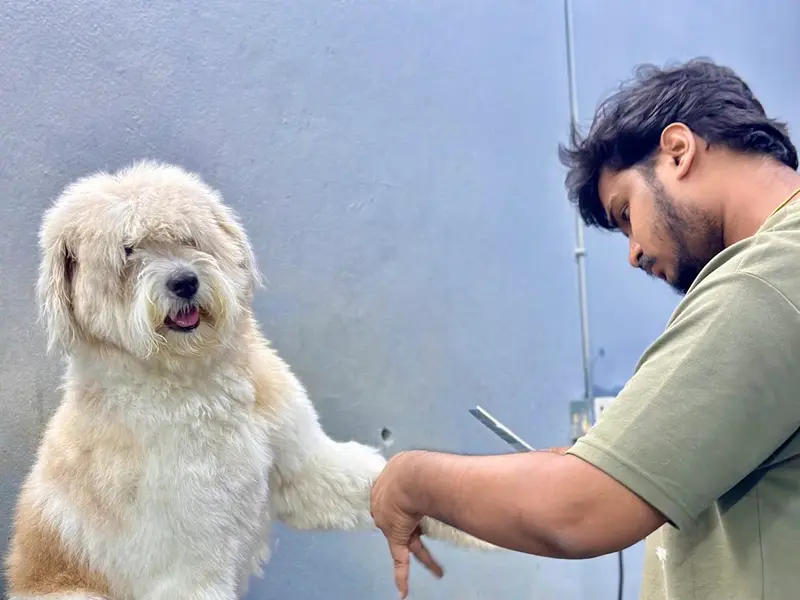 Junnu's pet grooming best pet grooming services in Hyderabad, photo 3