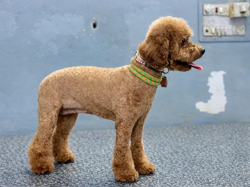Junnu's pet grooming best pet grooming services in Hyderabad, photo 4