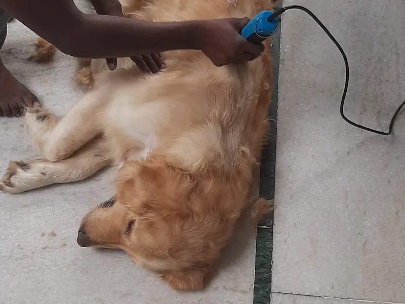 Junnu's pet grooming best pet grooming services in Hyderabad, photo 5