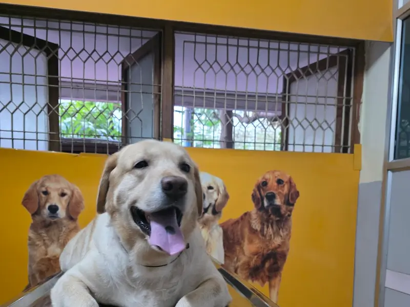 Canfel Pet Clinic, photo 2
