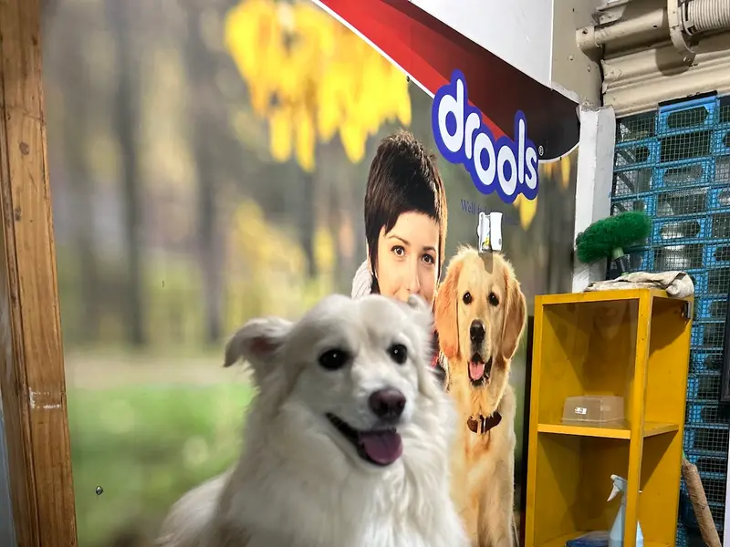 Canfel Pet Clinic, photo 4