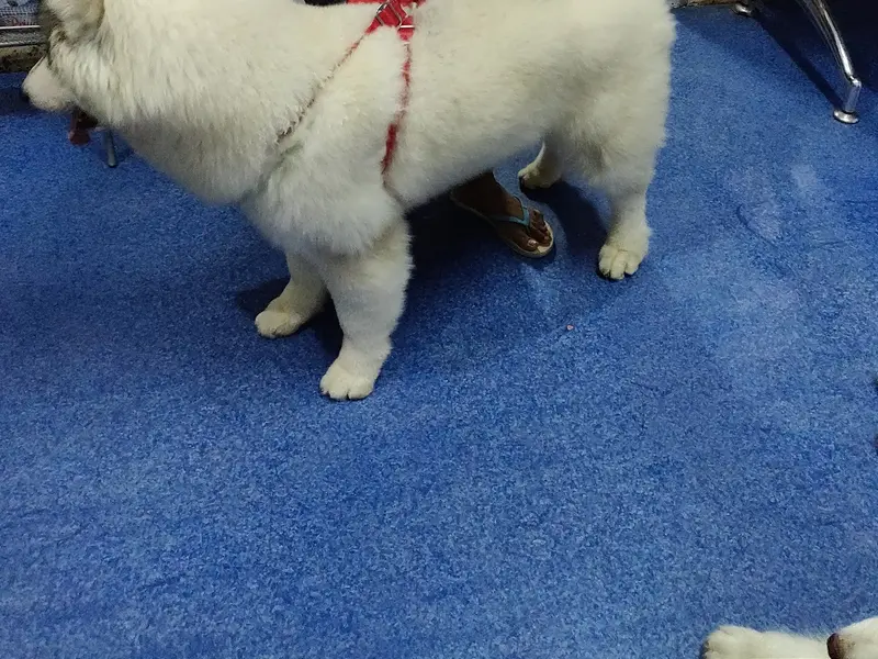 Canfel Pet Clinic, photo 5