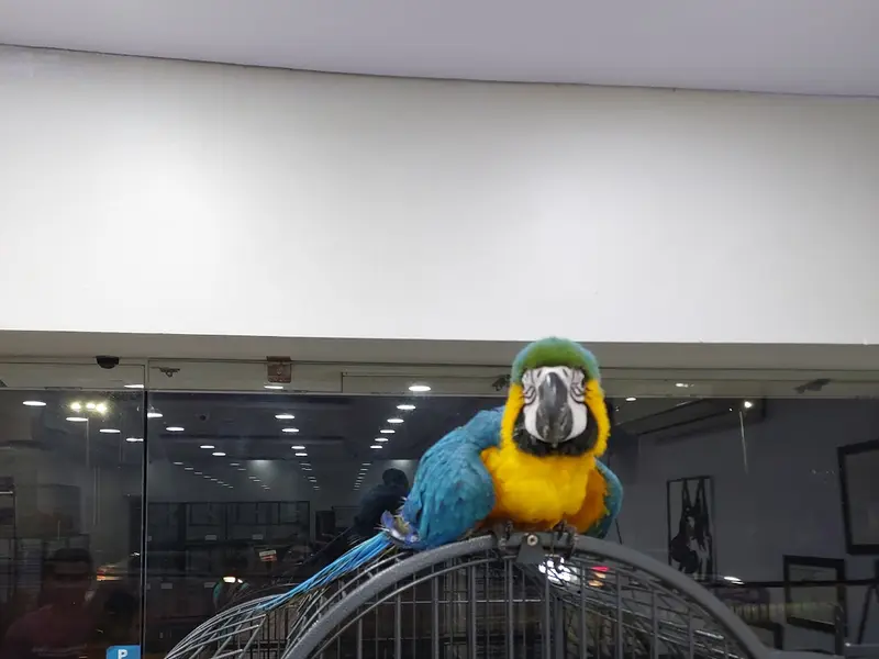 Danny Pet Store & Kennels (Pet shop in Hyderabad), photo 2