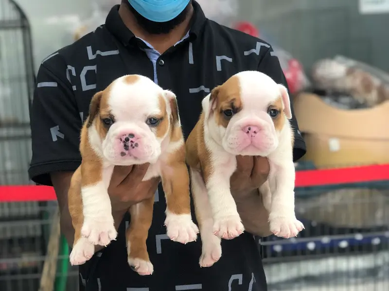 Danny Pet Store & Kennels (Pet shop in Hyderabad), photo 5