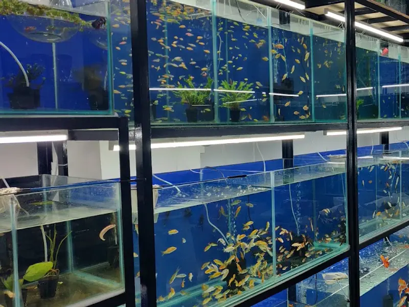 Fishykart, photo 3