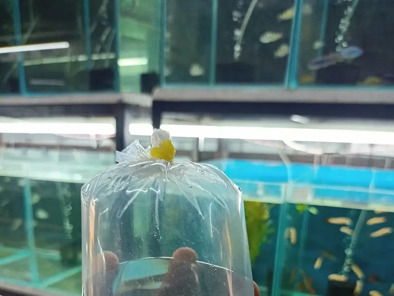Fishykart, photo 4