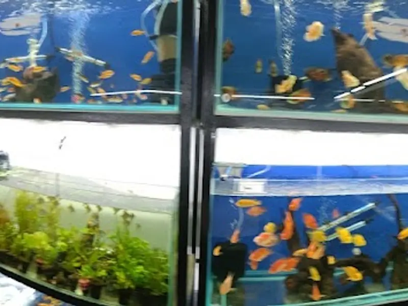 Fishykart, photo 5