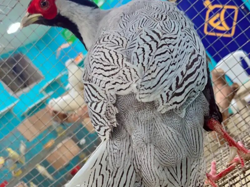 King Of Birds, photo 4