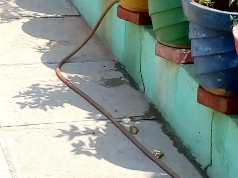 Kalpana Kennels, photo 3