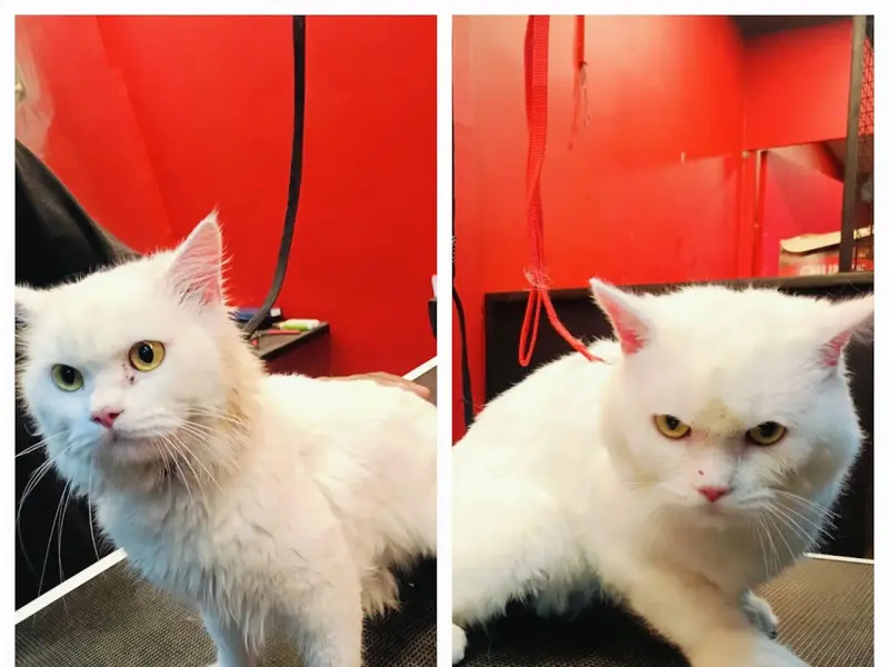 Amibella Pet Store & Salon | PG Road, Secunderabad, photo 2