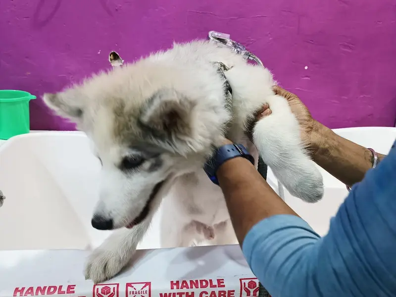 Amibella Pet Store & Salon | PG Road, Secunderabad, photo 4