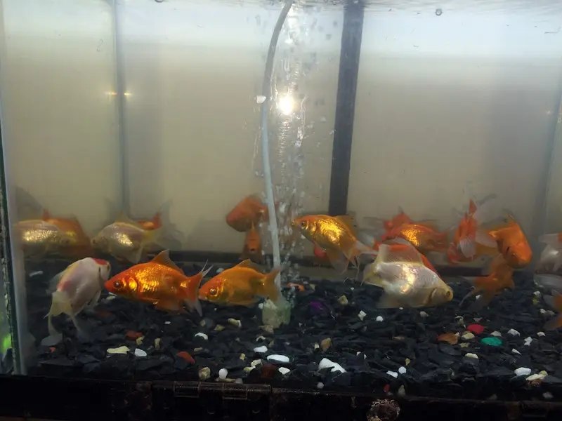 Blue Sea Aquariums and Pets, photo 3