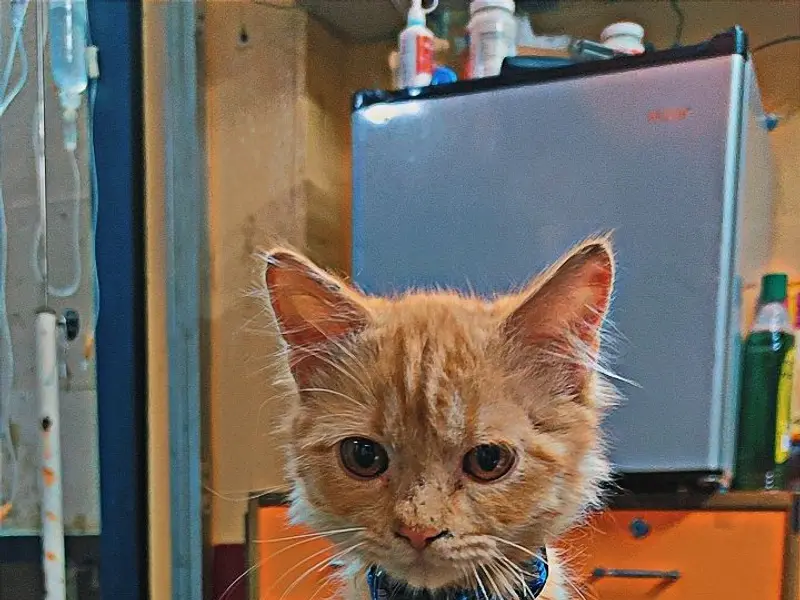 Hanvi's Pet Clinic, photo 2