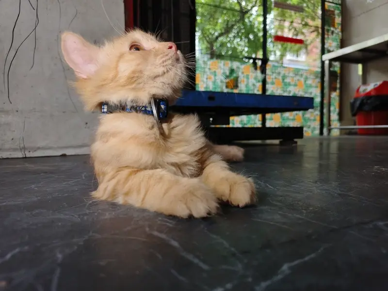 Hanvi's Pet Clinic, photo 3