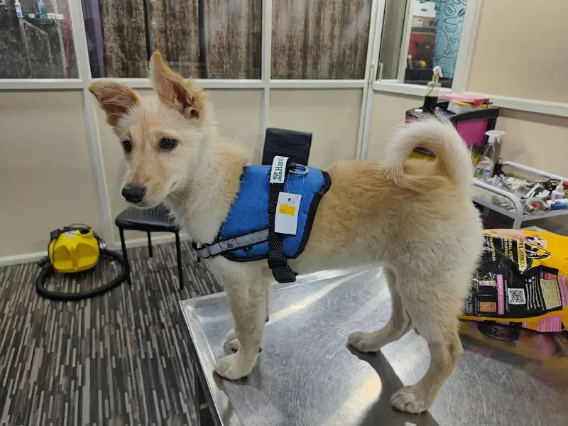 Hanvi's Pet Clinic, photo 4