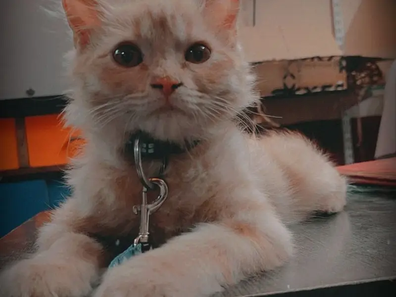 Hanvi's Pet Clinic, photo 5