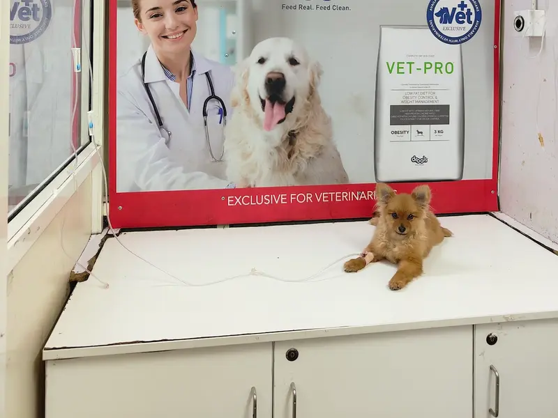 Pets Care Super Speciality Hospital (Karmanghat), photo 5