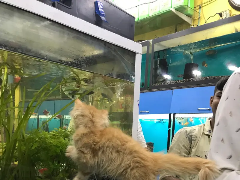 Kings Fish World - Pet's Hub, photo 3