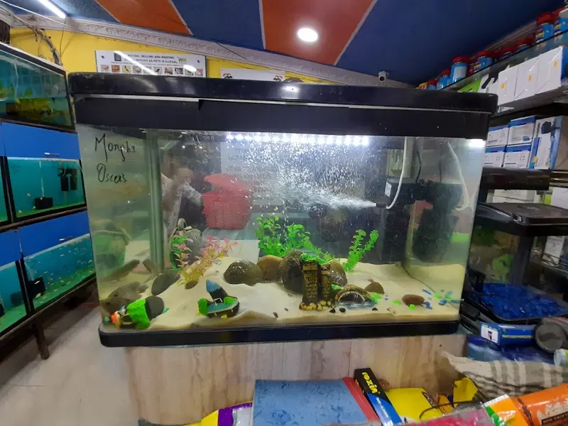 Kings Fish World - Pet's Hub, photo 5