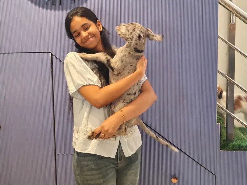 Bow Wow Pet Store & Spa, photo 2
