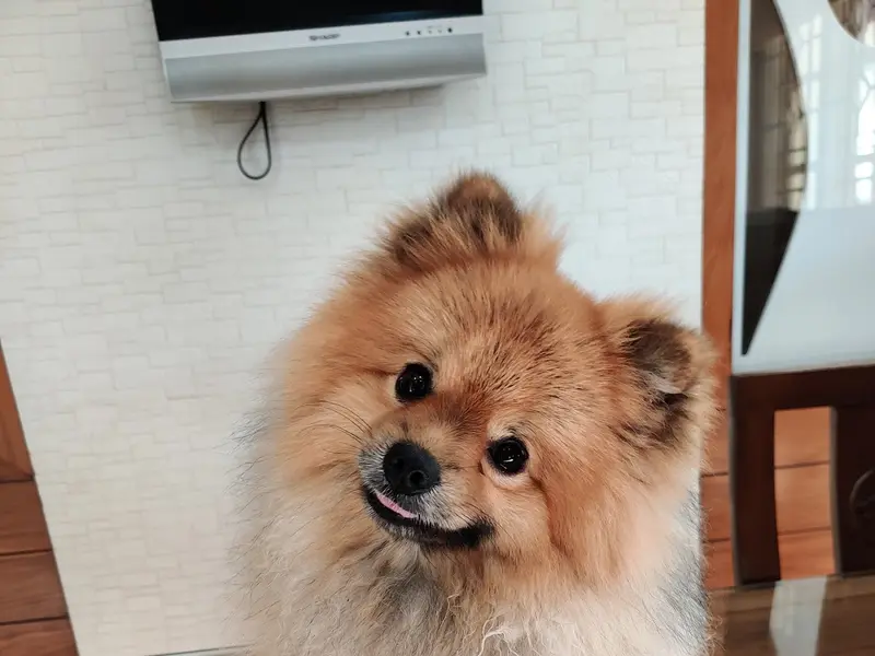 Bow Wow Pet Store & Spa, photo 5