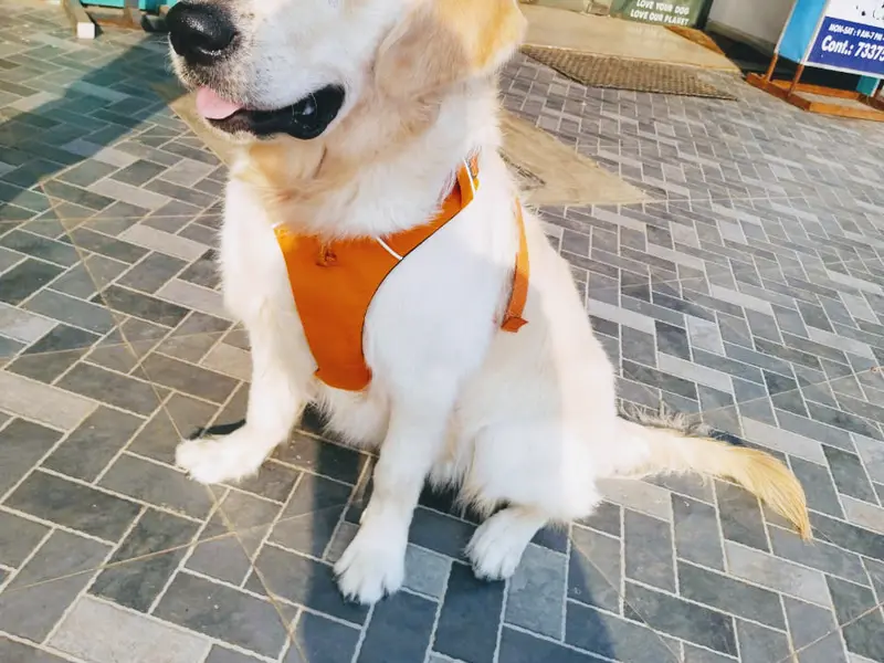 Masqati Veterinary Care, photo 2